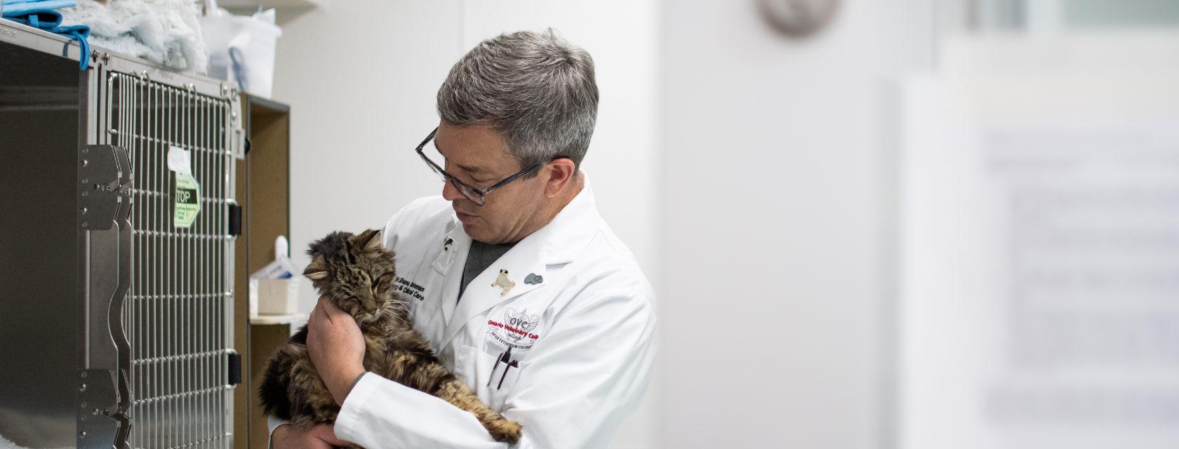 Vet consoles injured cat