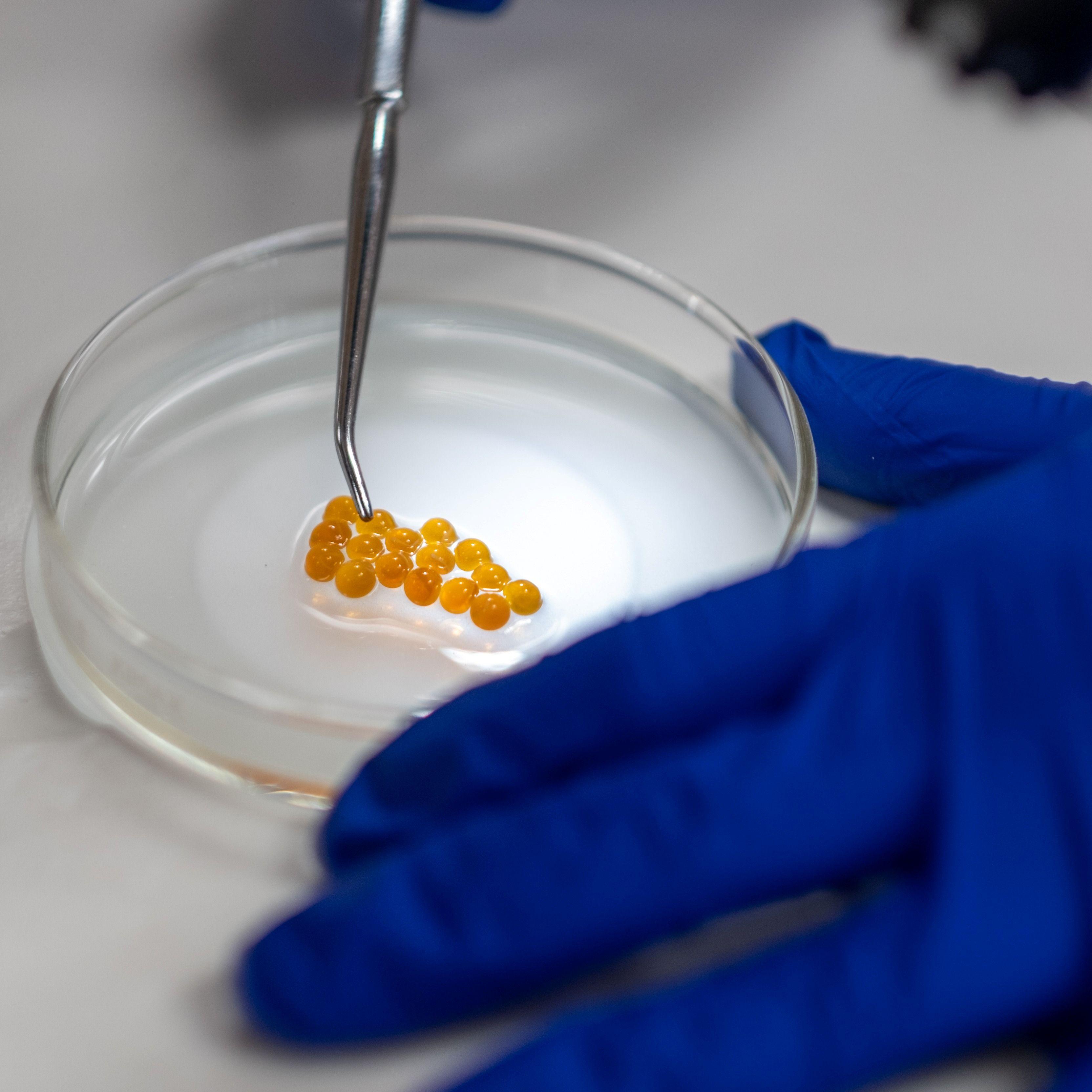 Rainbow trout eggs from the Ontario Aquaculture Research Centre in Alma