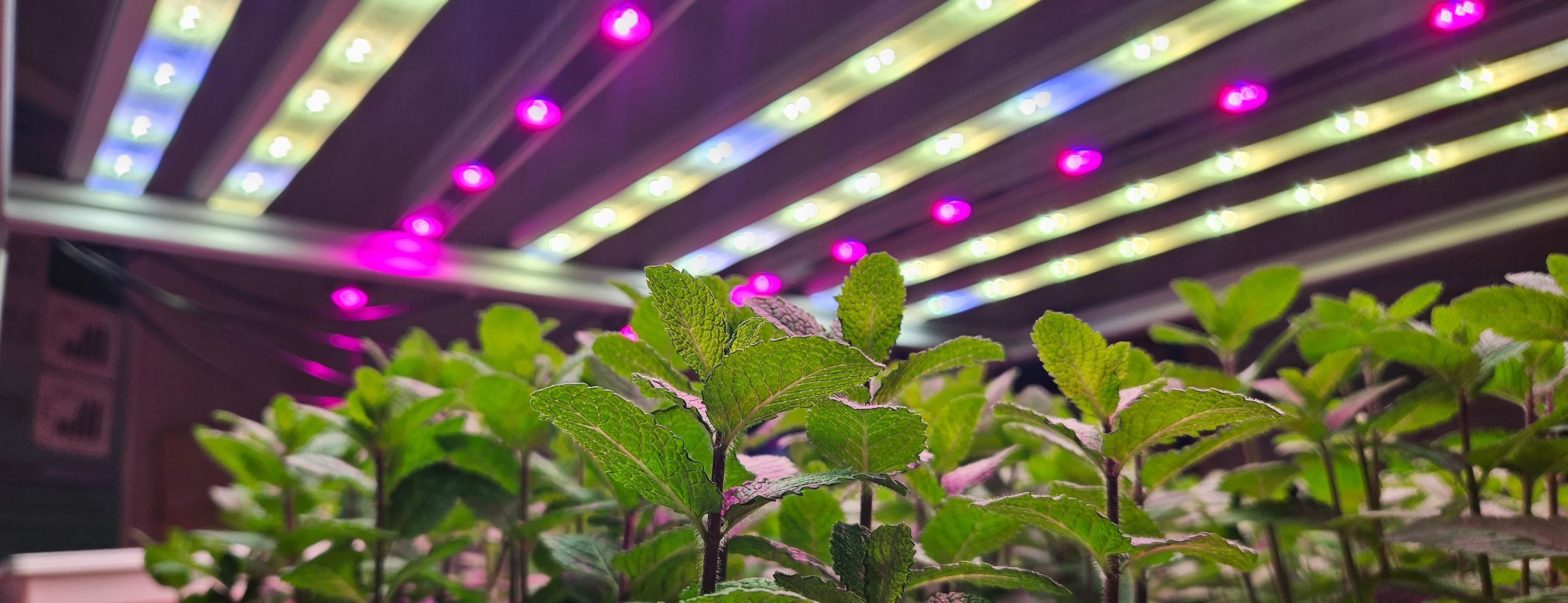 Plants growing under LED lights in the Controlled Environment Systems Lab at the University of Guelph