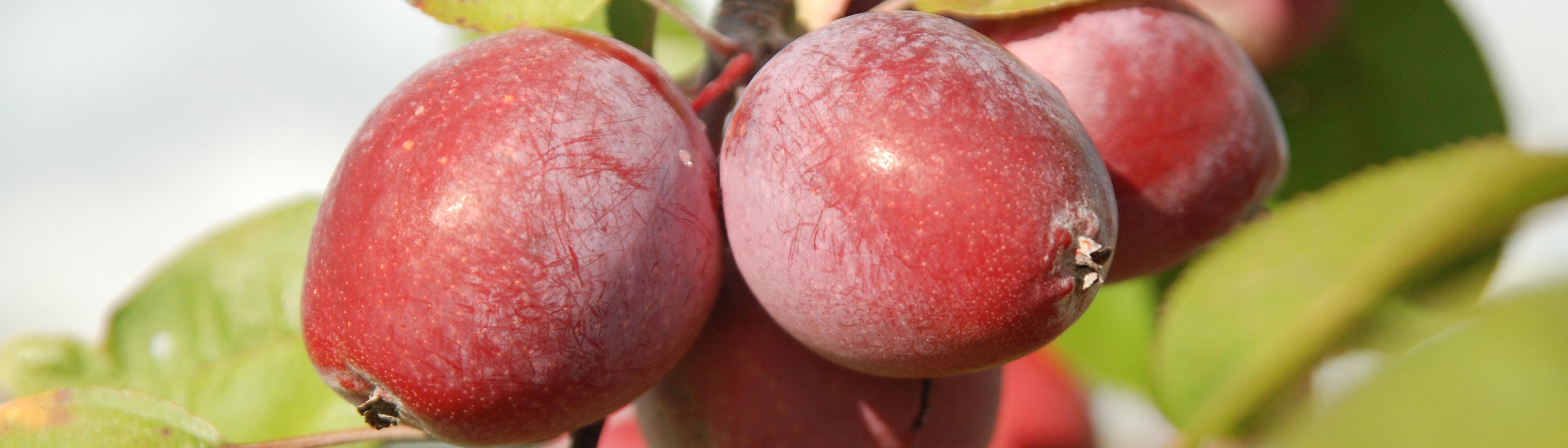Close up of a small bunch of providence apples on tree