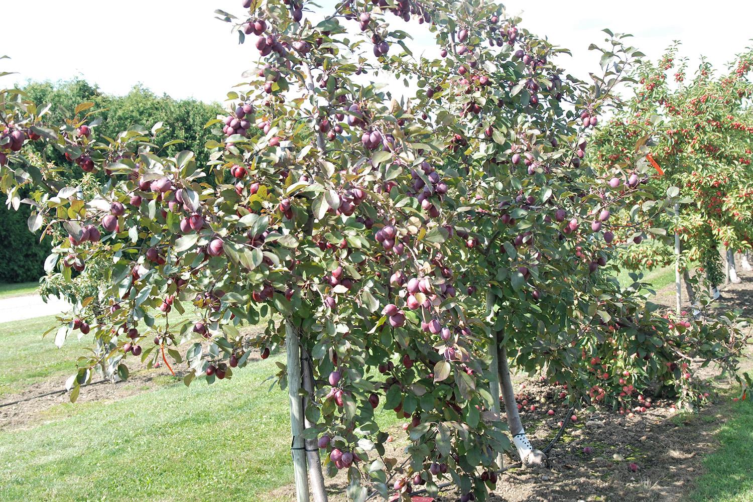A providence apple crop heavy tree