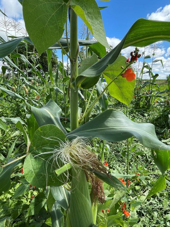 Close-up of a corn stalk with cob and silk, and intertwined bean vine with bright blossoms