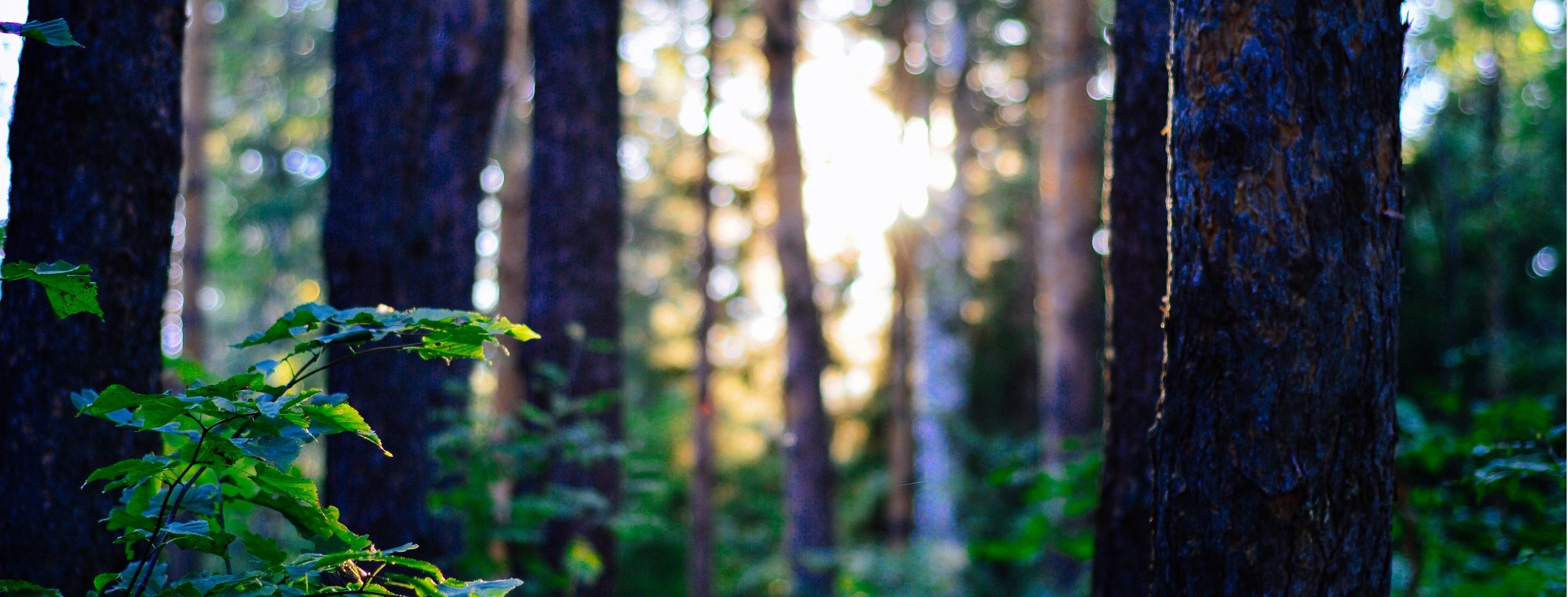 Light filters in through a forest with bright green foliage.