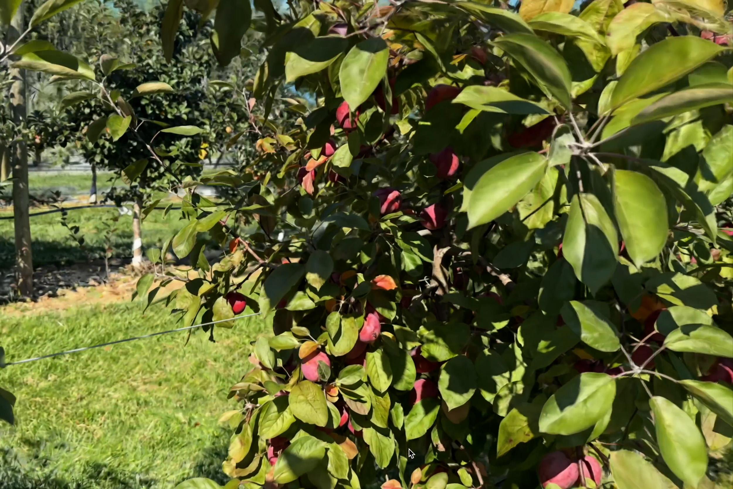 Still from a 3d model of a Providence apple tree