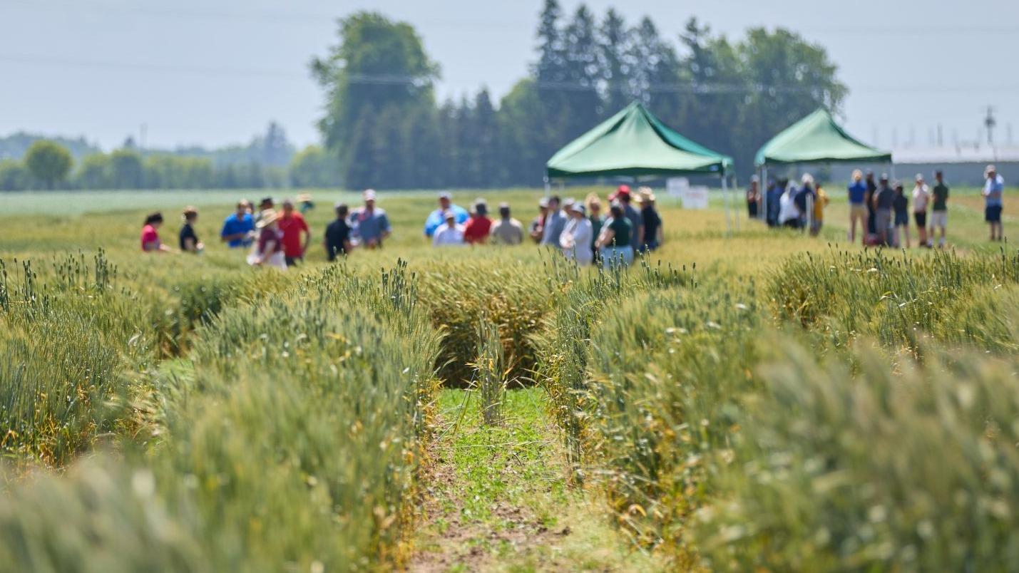 A farm photo of green wheat fields in the foreground with groups of people in the background