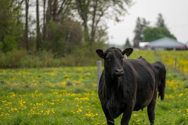 A beef cow standing on a lush pasture gazes past the camera