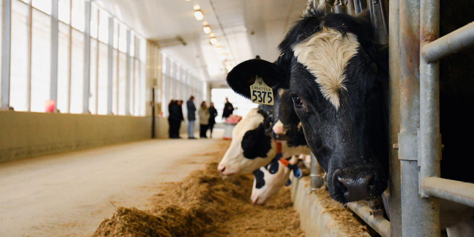 A dairy cow eyes the camera in an indoor, modern barn while a tour group stands in the distance