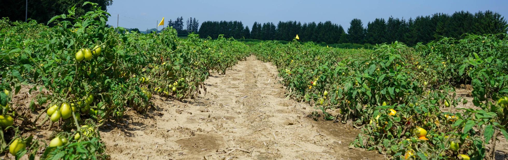 Row of tomato plants with green tomatoes in a field with a blue sky