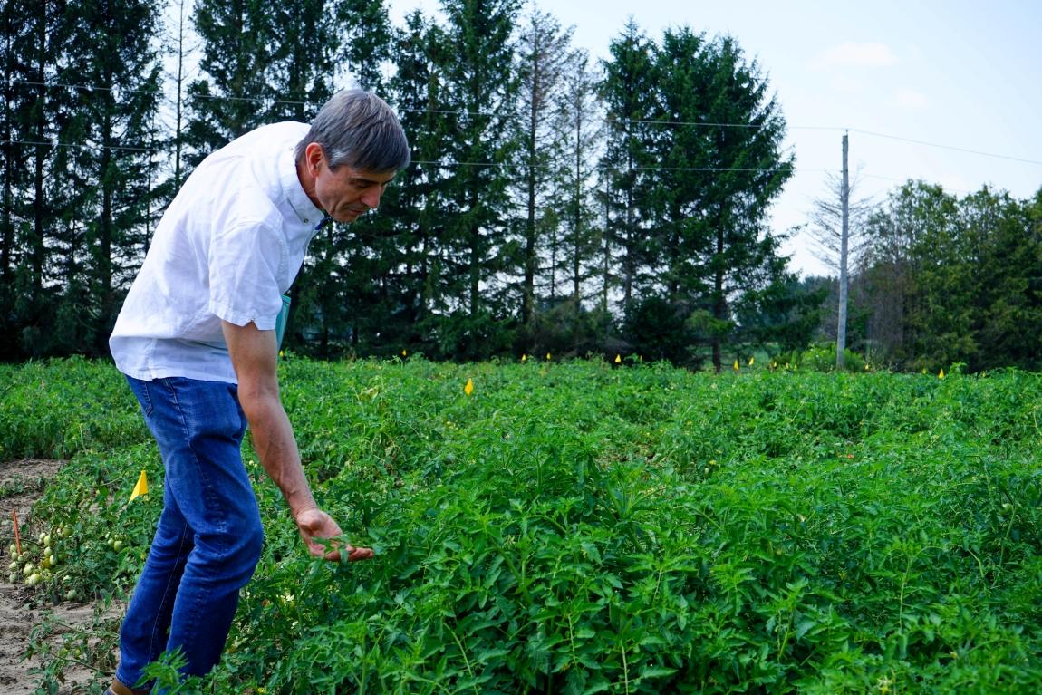 Dr. Steve Loewen bending down to touch a tomato plant in a field.