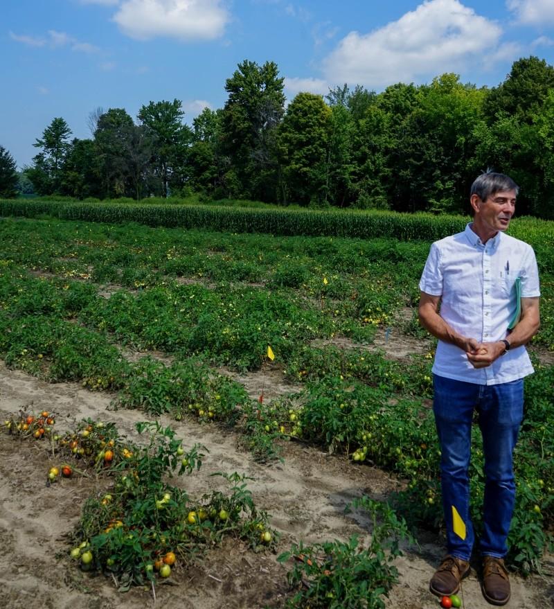 Steve Loewen standing in a tomato field