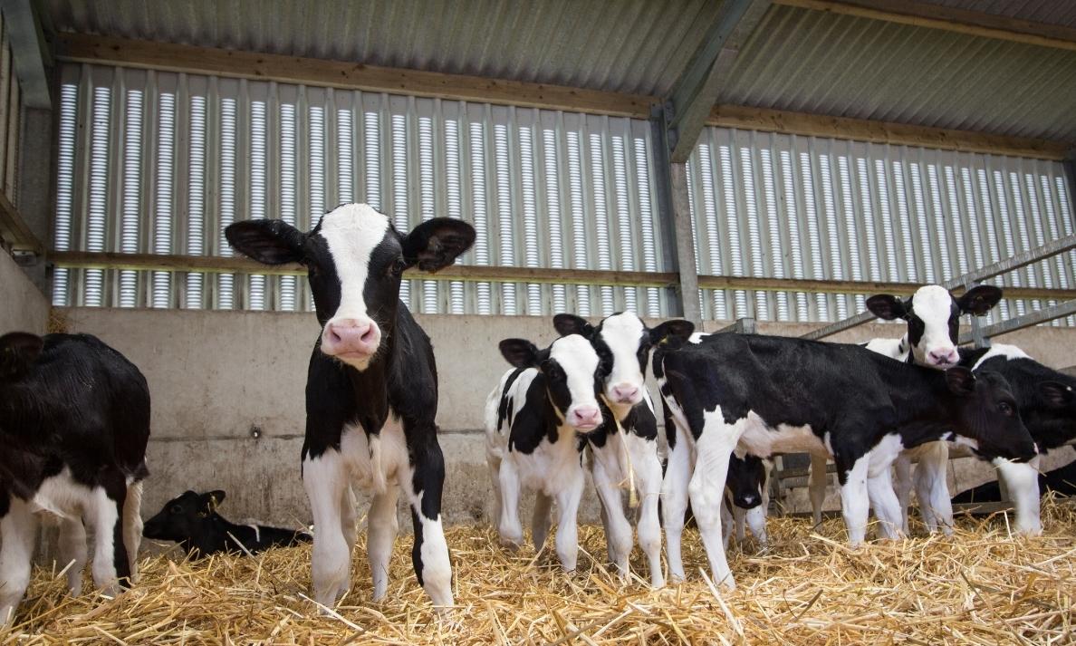 istock pictures of cows