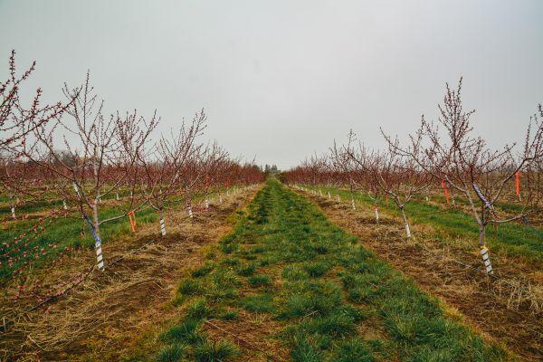 View from between rows in a peach orchard with pink buds on the trees