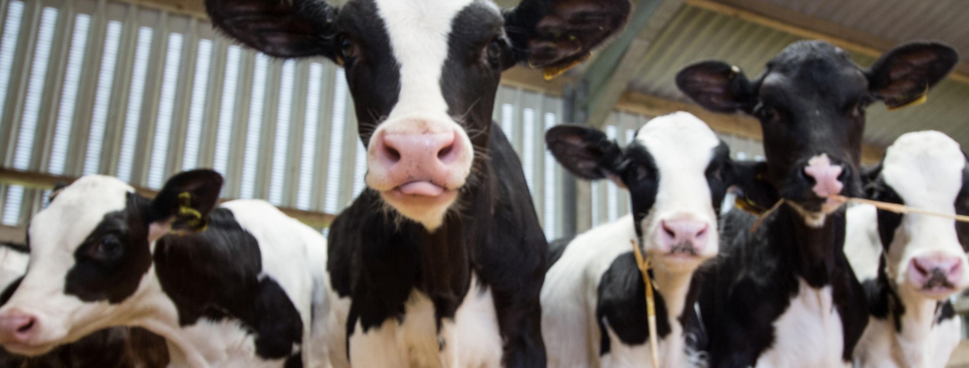 dairy cattle