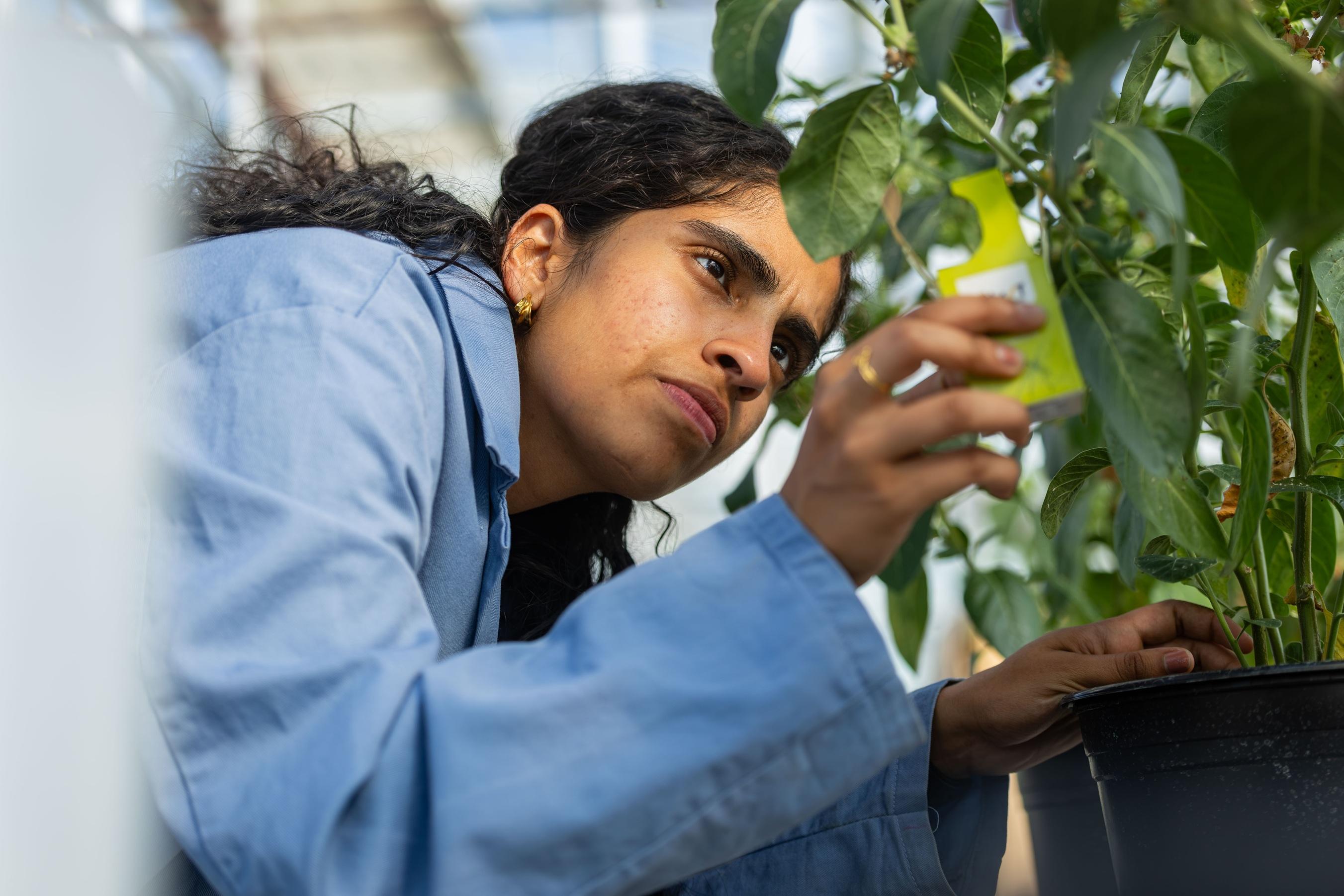plant ag student inspecting plant
